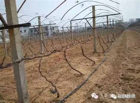 葡萄架子|葡萄种植常用葡萄架型搭建及相应的整形修剪方式图解（原创手绘）